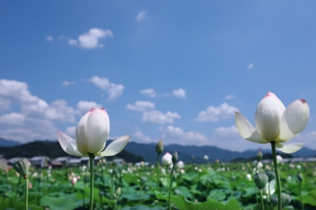 お盆・夏休み帰省についてのアンケート（女性/2018年/全国）