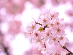 春は桜の開花とともに！花見スタイルは桜散歩や日中のお酒なしピクニック、写真撮影が主流。女性たちの「お花見」データ５件
