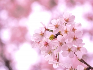 お花見は誰とする？